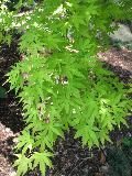 Orange Dream Japanese Maple